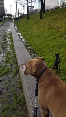 Zeus e speedy num belo passeio 
