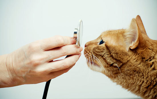 Serviços de veterinária e cirúrgicos  