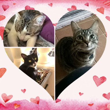 Meus gatos, minhas paixões