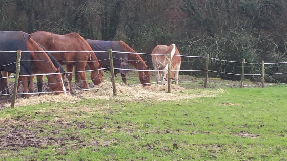 Pension et demi-pension chevaux et poneys et animations poneys  dans les kermesses,campings,villages vacances, salons, événements privés ect...