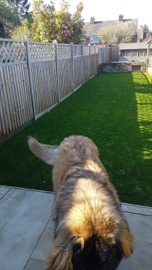 AstroTurf and fencing