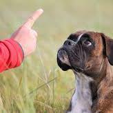 Le Chien Compris