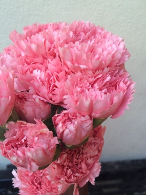 Carnations