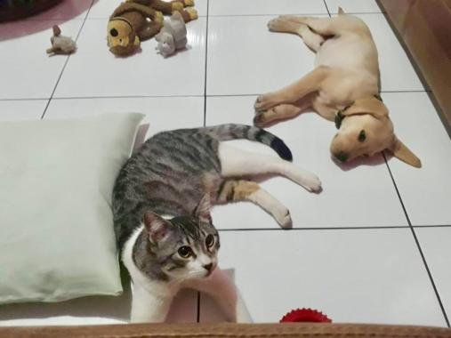 Socialização entre cães e gatos