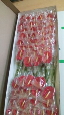 Anthurium