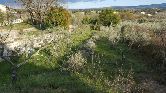 Taille d'oliviers