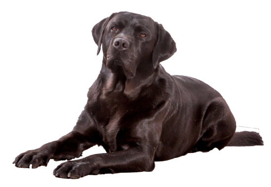Jamiro unser Bettwanzenspürhund 