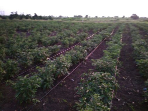 organic mirchi