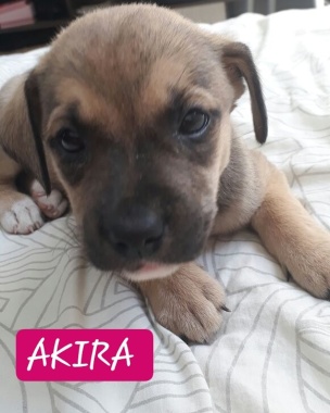 Akira minha boneca. 