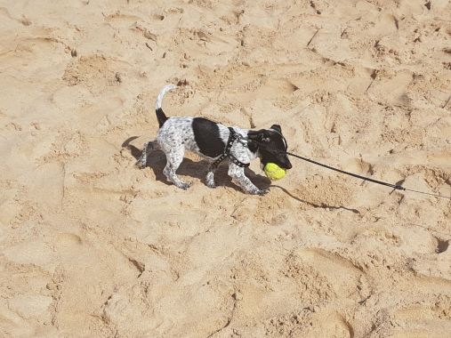 Está é a Cindy, a minha cadelinha, a brincar na praia. 