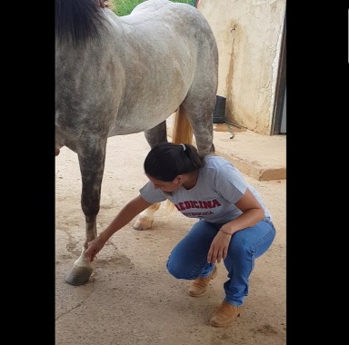 Inicio de uma sessão de acupuntura equina em cavalo atleta - pré prova