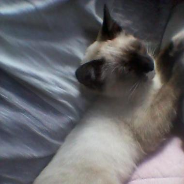 Mascotas