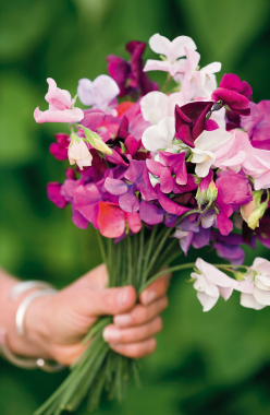 Bouquet de pois de senteur