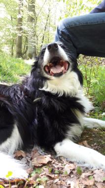 Sonntagsspaziergang im Wald