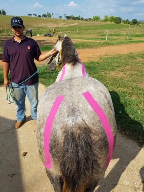 Kinesio tape em cavalo atleta