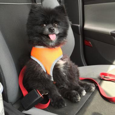 Pip all buckled up ready for an adventure.