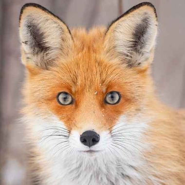 Fire Fox