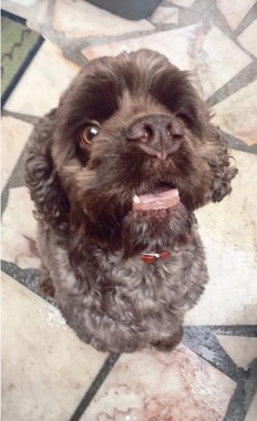 Calley ! Perit Cocker Americain de 4  ans ! Garde a la maison :) 
