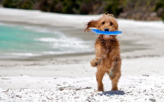 Dog Walking & Feeding