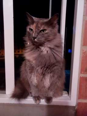 Mi gatica Pilu