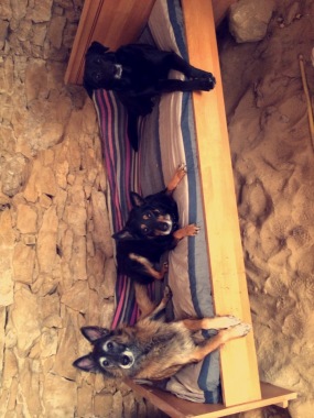 Mes chiens.