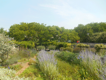 Jardin bleu au Parc André Citroën, Paris 15e.