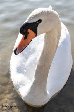 swan