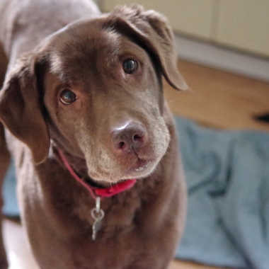 Jmp Petsitting