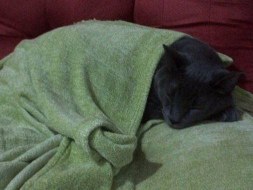 Pantro (Gato Cartujo), tomando una siesta.