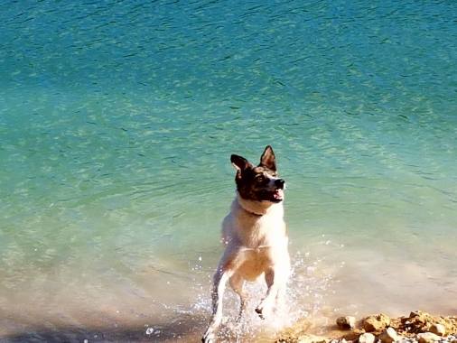Dans le lac en plein ébrouage...ça c'était chouette avec ma louloute