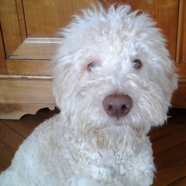 Vivien Promeneur De Chien