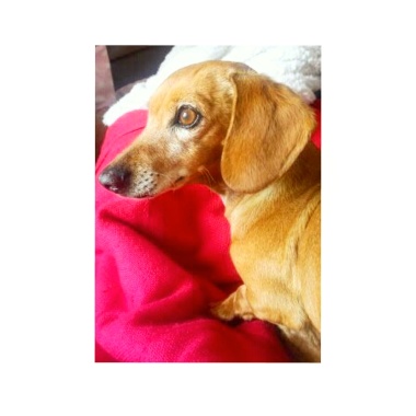 Doggy