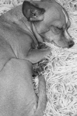lazy day 