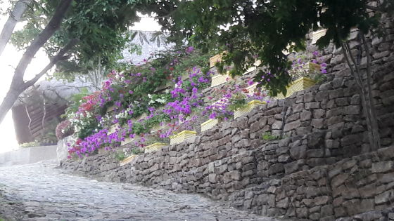 Suministro de  plantas y macetass