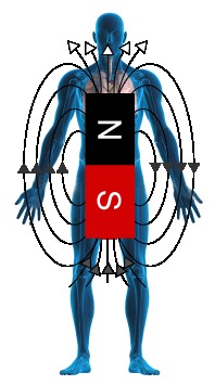 Biomagnetismo