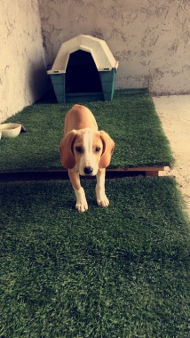 Malko mon chiot de 7 mois.