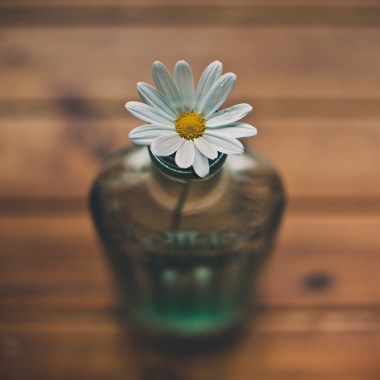 Daisy