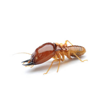 Termite Control Melbourne