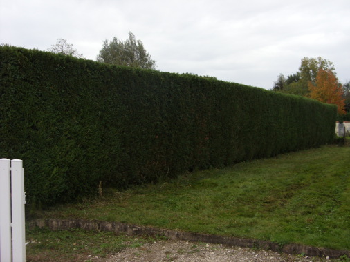 haie de sapins