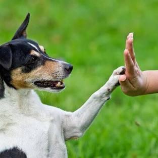 Amor Animal