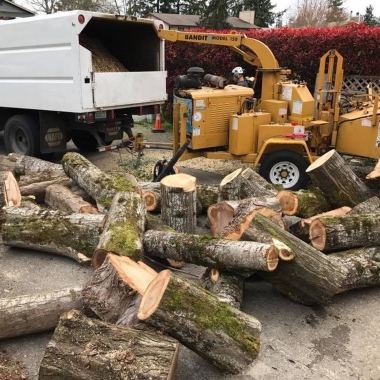 Uproot Tree Removal Services (Scarborough ﹠ Toronto)