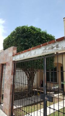 Poda y forma de árboles