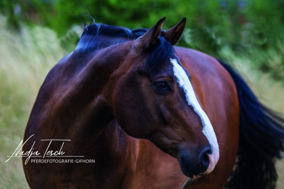 Pferde Fotoshooting Gifhorn