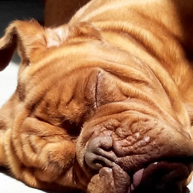 Shirley , Petsitter