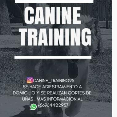 Canine_Training95