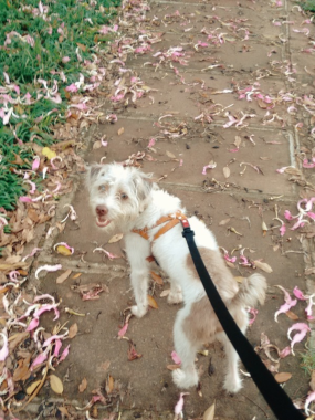 Passeio na praça!