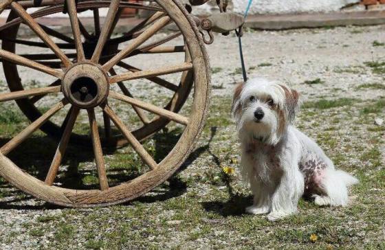 Unser kleiner Schopfhund Lily