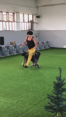 Gara di Dog dance a Cislago