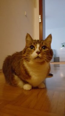 Betreuung - Hauskatze "Moysa"