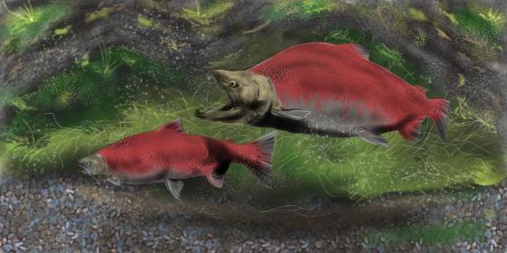 Ilustración en donde se ve al salmón adulto, este trabajo fue para una primaria en E.U.